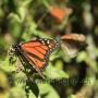 ein Monarch Schmetterling